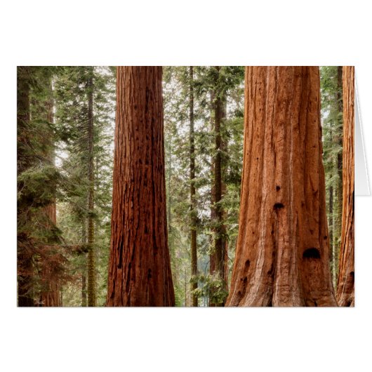 Giant Sequoia Panorama Cards (Front Horizontal)