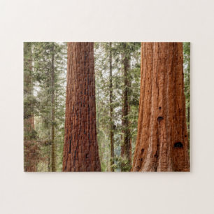 Giant Sequoia Panorama Jigsaw Puzzle