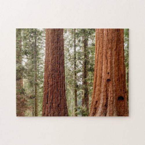 Giant Sequoia Panorama Jigsaw Puzzle