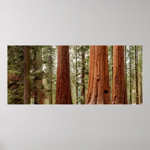 Giant Sequoia Panorama Poster