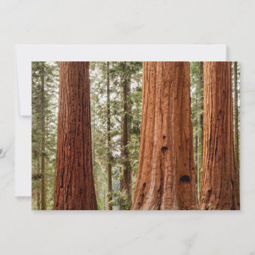 Giant Sequoia Panorama Thank You Card