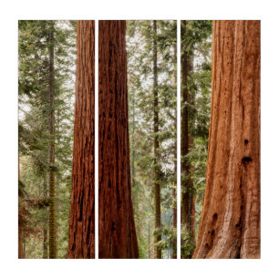 Giant Sequoia Panorama Triptych