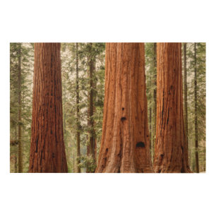 Giant Sequoia Panorama Wood Wall Art