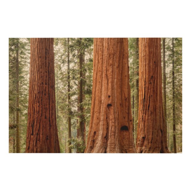 Giant Sequoia Panorama Wood Wall Art (Front)