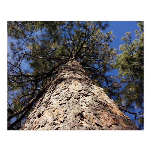 Giant Sequoia Reaching to Blue Sky Seen from Below Poster (Front)