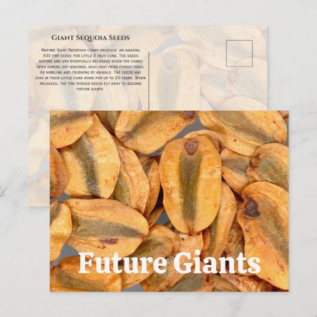 Giant Sequoia Seeds Postcard (Front/Back)