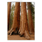 Giant Sequoia, Sequoia National Park, California (Front)