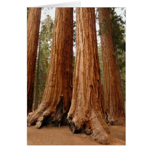 Giant Sequoia Sequoia National Park California
