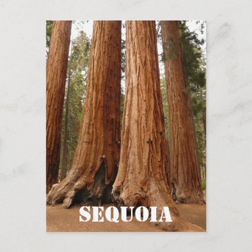 Giant Sequoia Sequoia National Park California Postcard