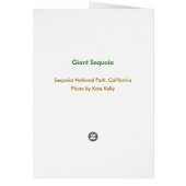 Giant Sequoia, Sequoia National Park Cards (Back)