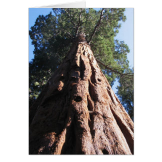 Giant Sequoia, Sequoia National Park Cards