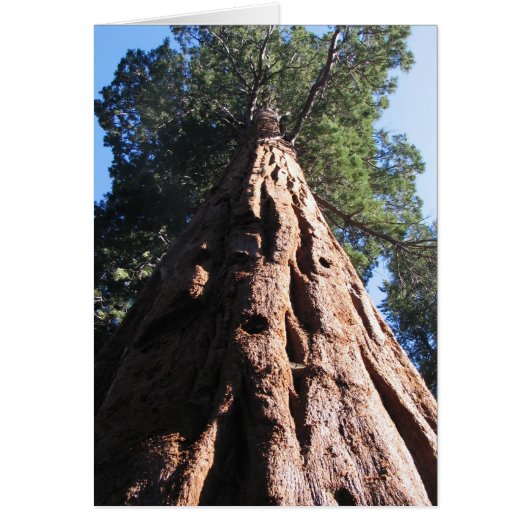 Giant Sequoia, Sequoia National Park Cards (Front)