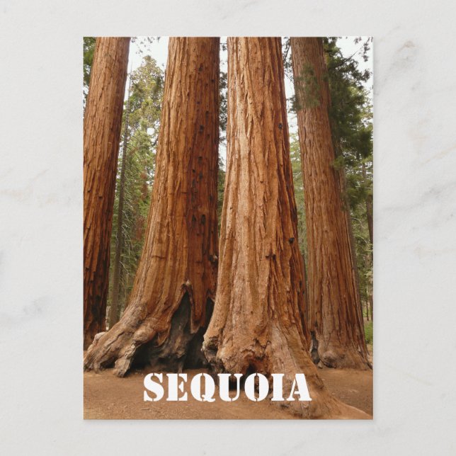 Giant Sequoia, Sequoia National Park Older Version Postcard (Front)