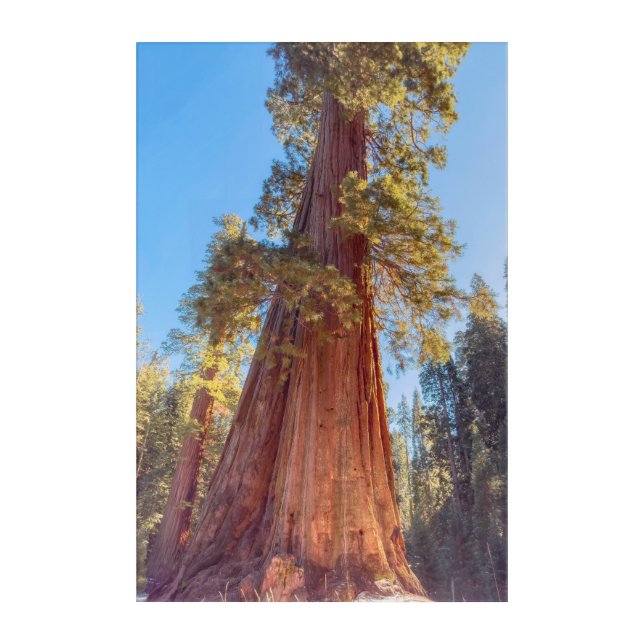 Giant Sequoia Tree Acrylic Print (Front)