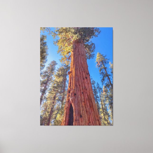 Giant Sequoia Tree in Forest Canvas Print (Front)