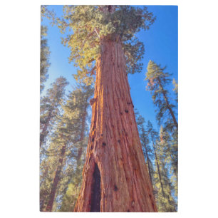 Giant Sequoia Tree in Forest Metal Print