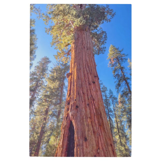 Giant Sequoia Tree in Forest Metal Print (Front)