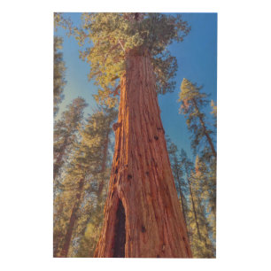 Giant Sequoia Tree in Forest Wood Wall Art