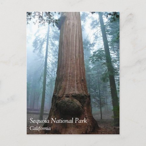 Giant Sequoia Tree in Grant Grove CA Postcard