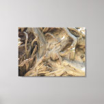 Giant Sequoia Tree Roots Photograph, Large Canvas Print at Zazzle