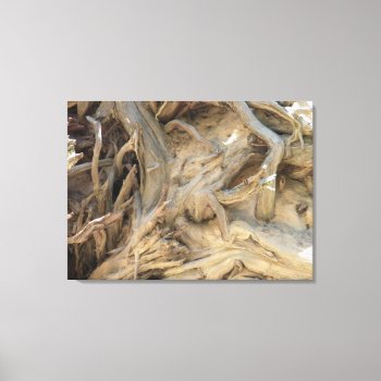 Giant Sequoia Tree Roots Photograph  Large Canvas Print by TequilaCupcakes at Zazzle