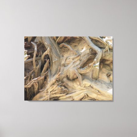 Giant Sequoia Tree Roots Photograph, Large Canvas Print
