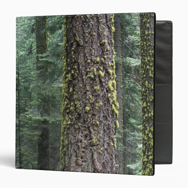 Giant Sequoia trees in the forest, Sequoia and Binder (Front/Inside)