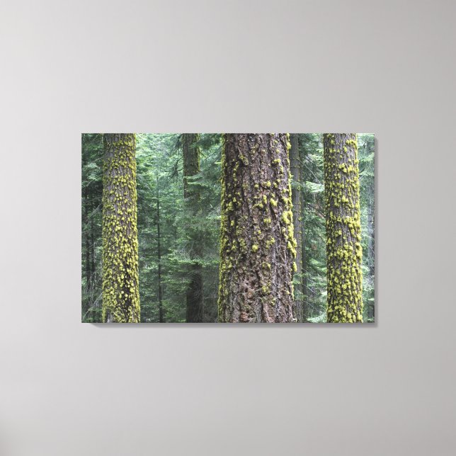Giant Sequoia trees in the forest, Sequoia and Canvas Print (Front)