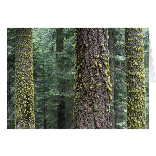 Giant Sequoia trees in the forest, Sequoia and Cards (Front Horizontal)