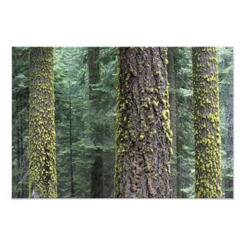 Giant Sequoia trees in the forest Sequoia and Photo Print