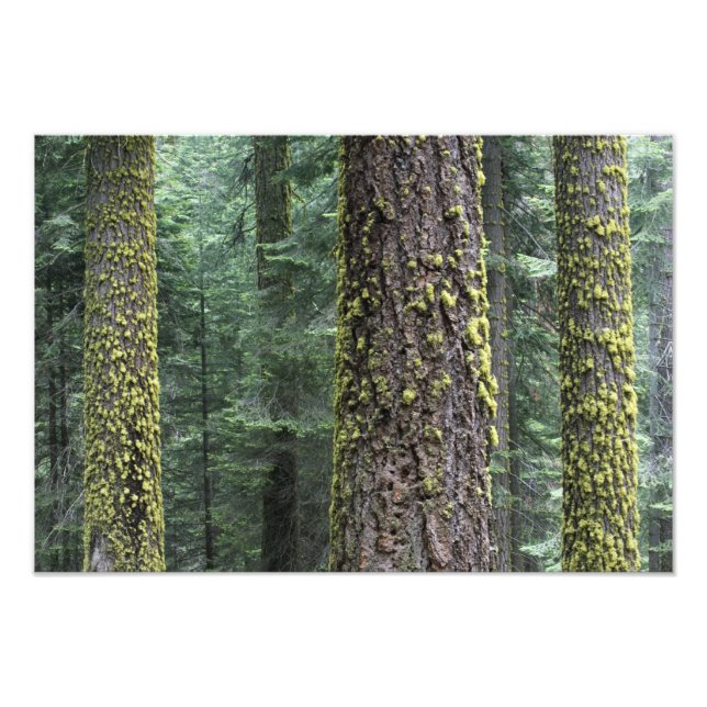 Giant Sequoia trees in the forest, Sequoia and Photo Print (Front)