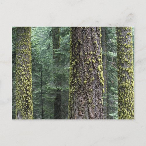 Giant Sequoia trees in the forest Sequoia and Postcard