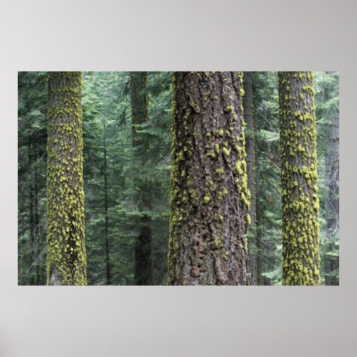 Giant Sequoia trees in the forest Sequoia and Poster