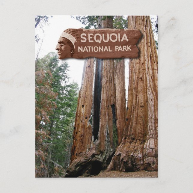 Giant Sequoia trees, Sequoia National Park, CA Postcard (Front)