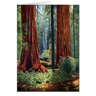 Giant Sequoia Trunks Cards