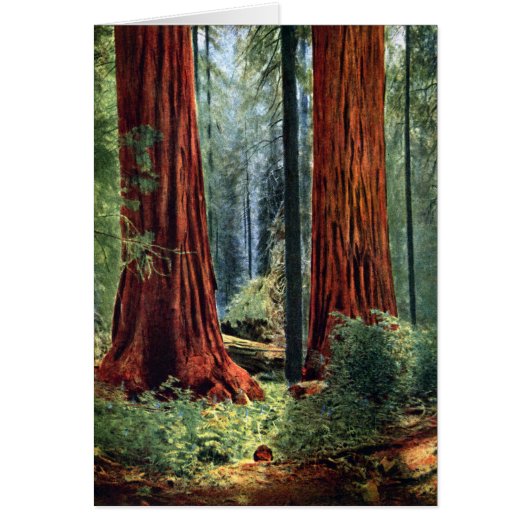 Giant Sequoia Trunks Cards (Front)