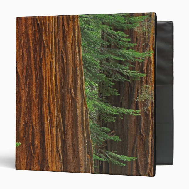 Giant Sequoia trunks in forest, Yosemite 3 Ring Binder (Front/Inside)