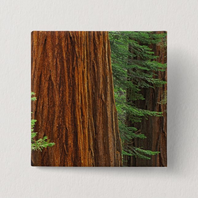 Giant Sequoia trunks in forest, Yosemite Button (Front)