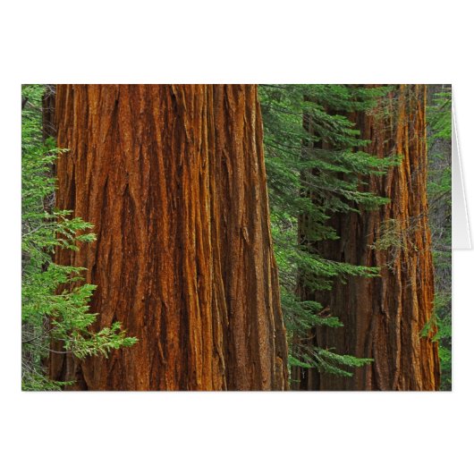 Giant Sequoia trunks in forest, Yosemite Cards (Front Horizontal)