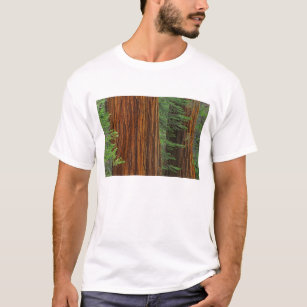 Giant Sequoia trunks in forest, Yosemite T-Shirt