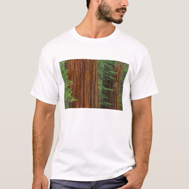 Giant Sequoia trunks in forest, Yosemite T-Shirt (Front)