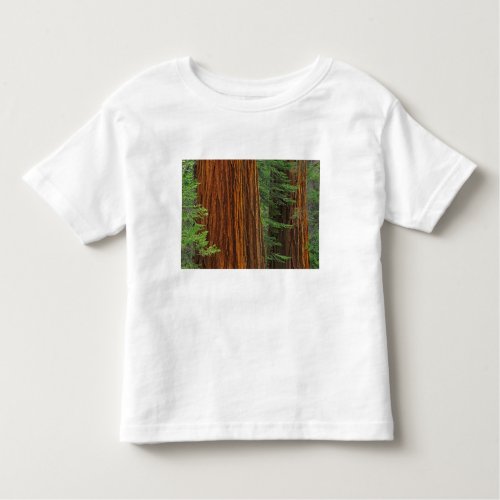 Giant Sequoia trunks in forest Yosemite Toddler T_shirt