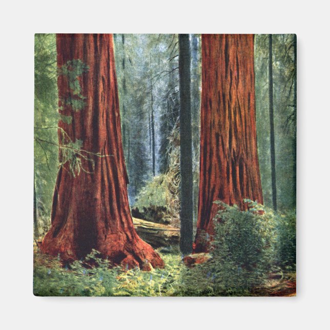 Giant Sequoia Trunks Magnet (Front)