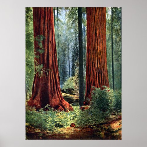 Giant Sequoia Trunks Poster