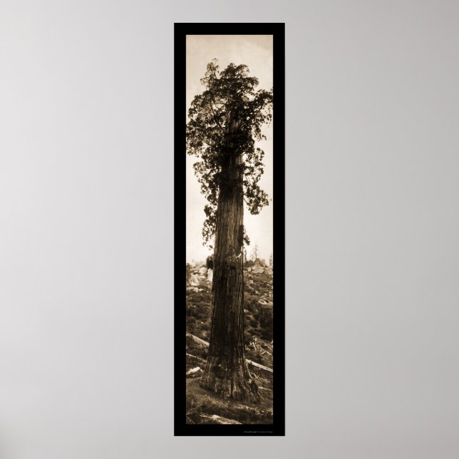 Giant Sequoia Wonder Photo 1915 Poster (Front)