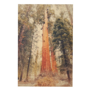 Giant Sequoia Wood Wall Art