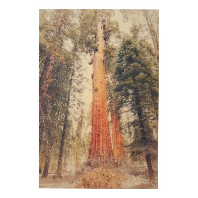 Giant Sequoia Wood Wall Art (Front)