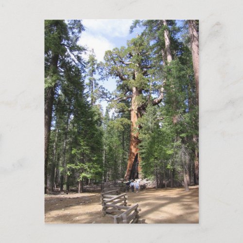 Giant Sequoia Yosemite National Park Postcard