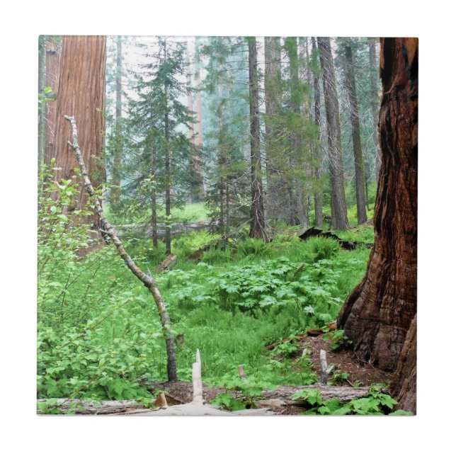 Giant Sequoias in Grant Grove, CA Ceramic Tile (Front)
