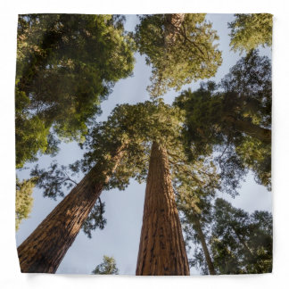 Giant Sequoias in Sequoia National Park Bandana
